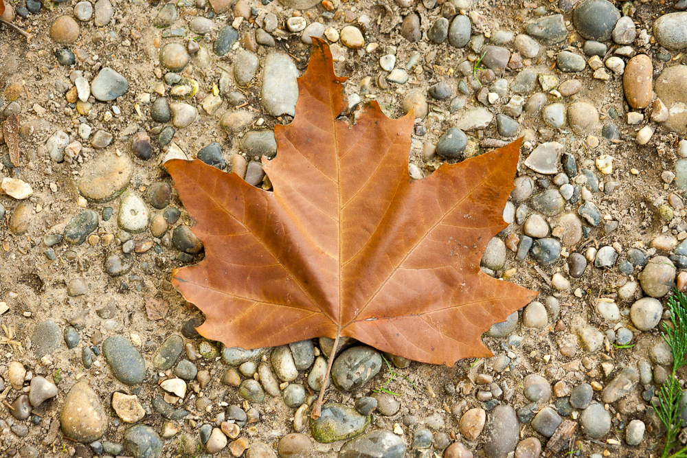 Leaf