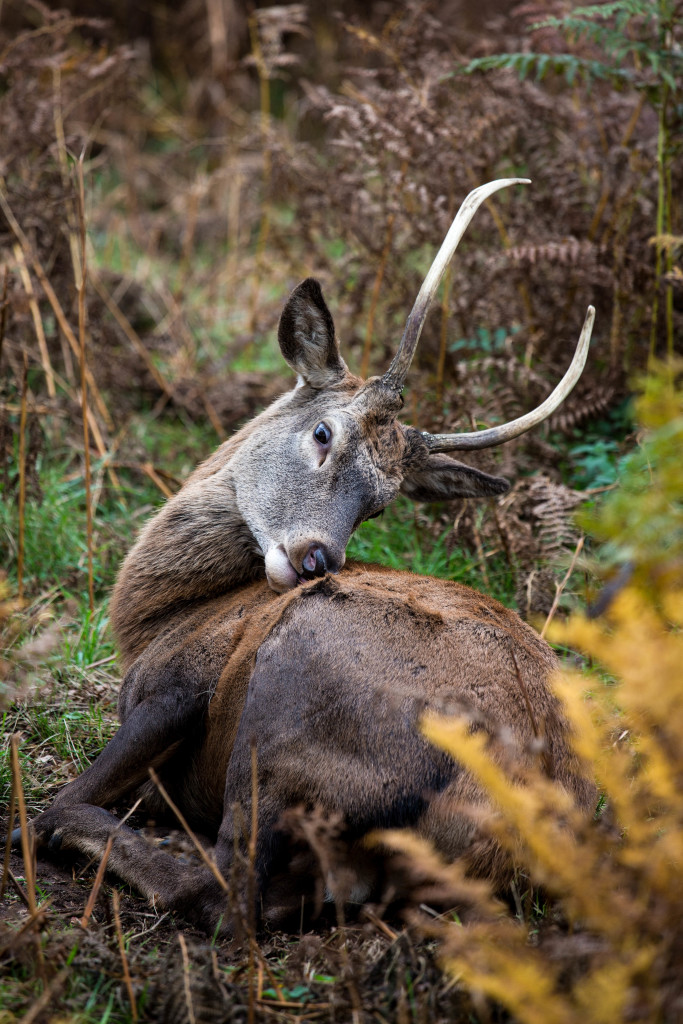 bushy_park-58