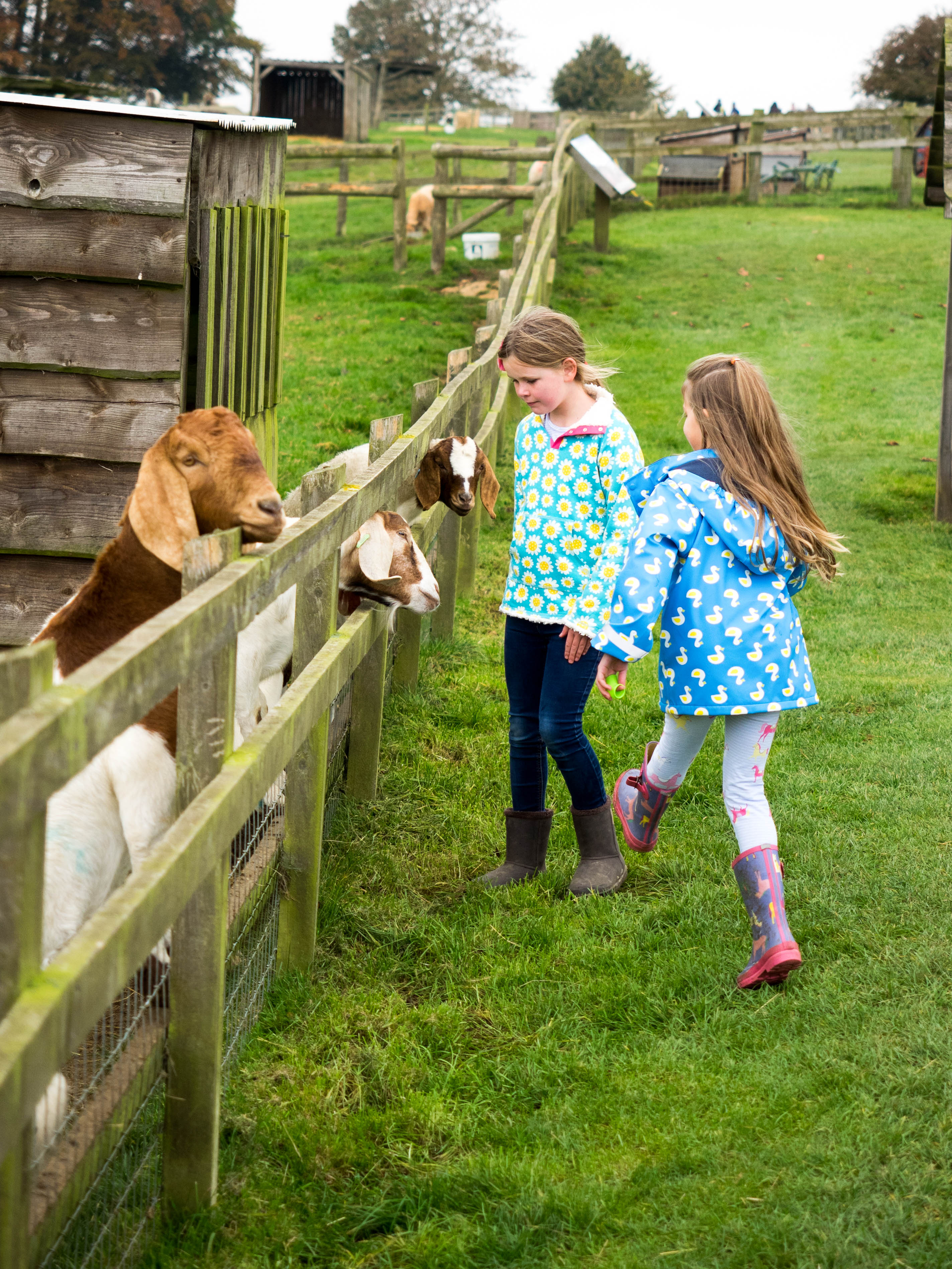 cotswolds-farm-park-1-3