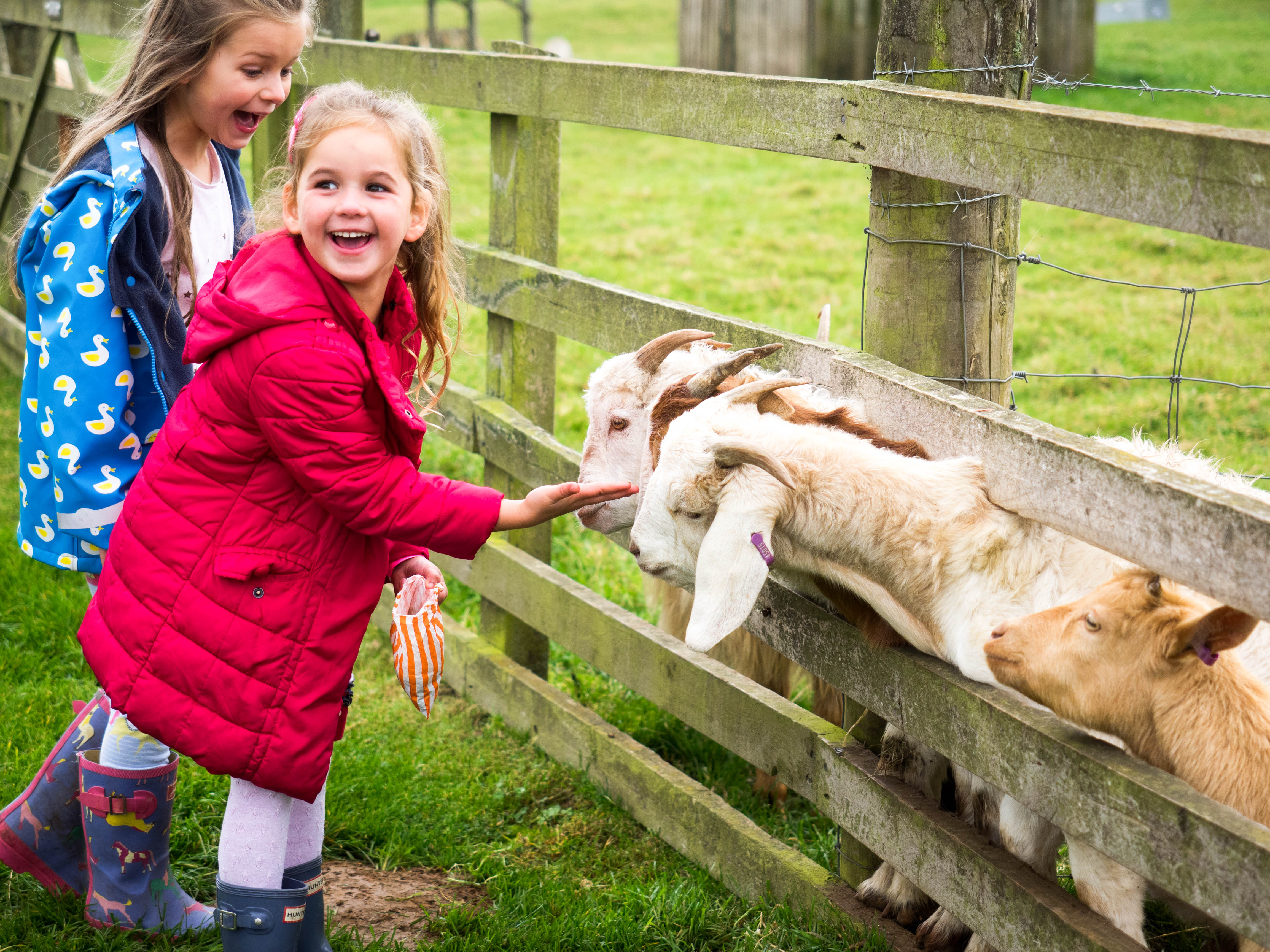 cotswolds-farm-park-1-4