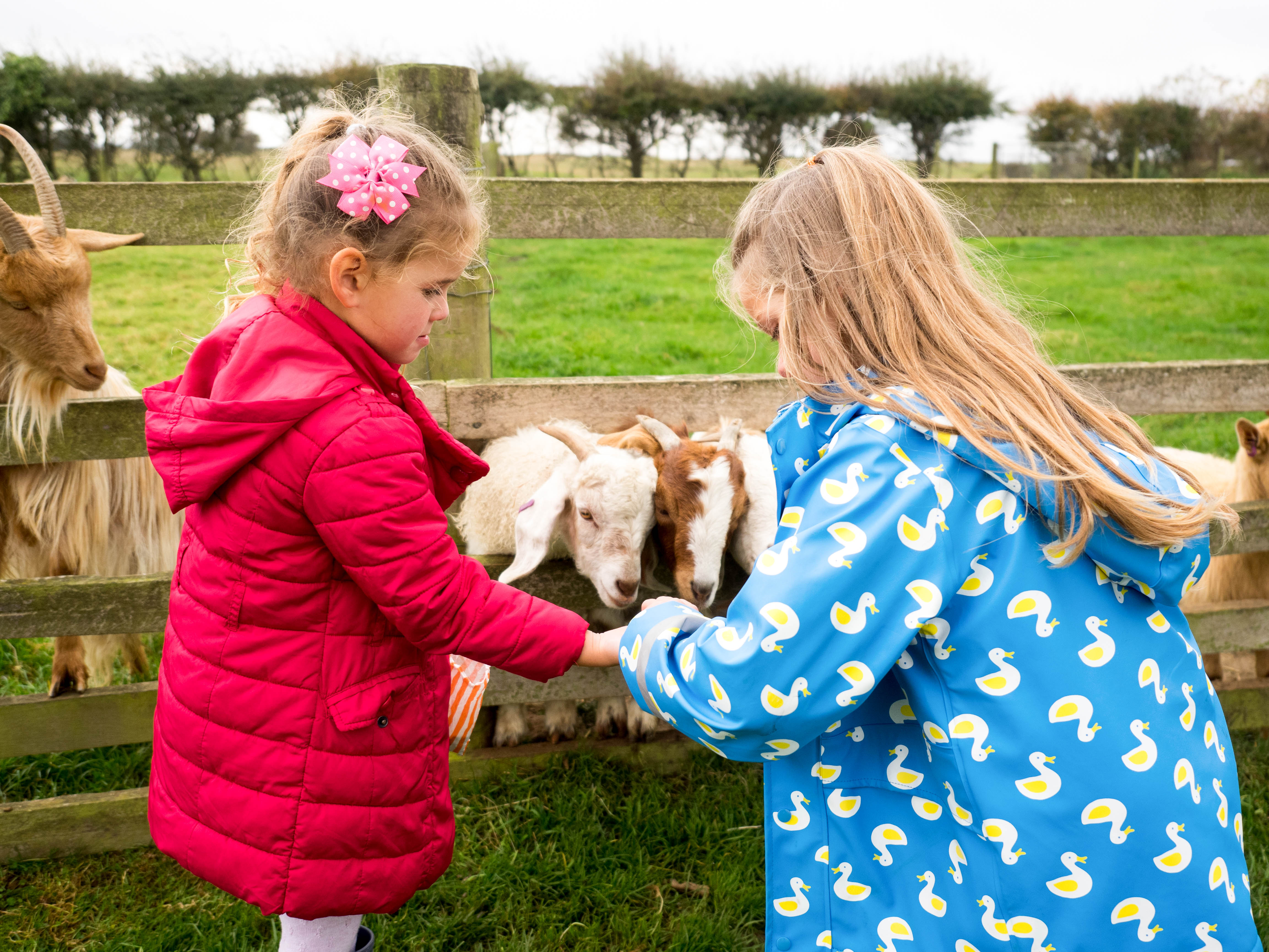 cotswolds-farm-park-1-5