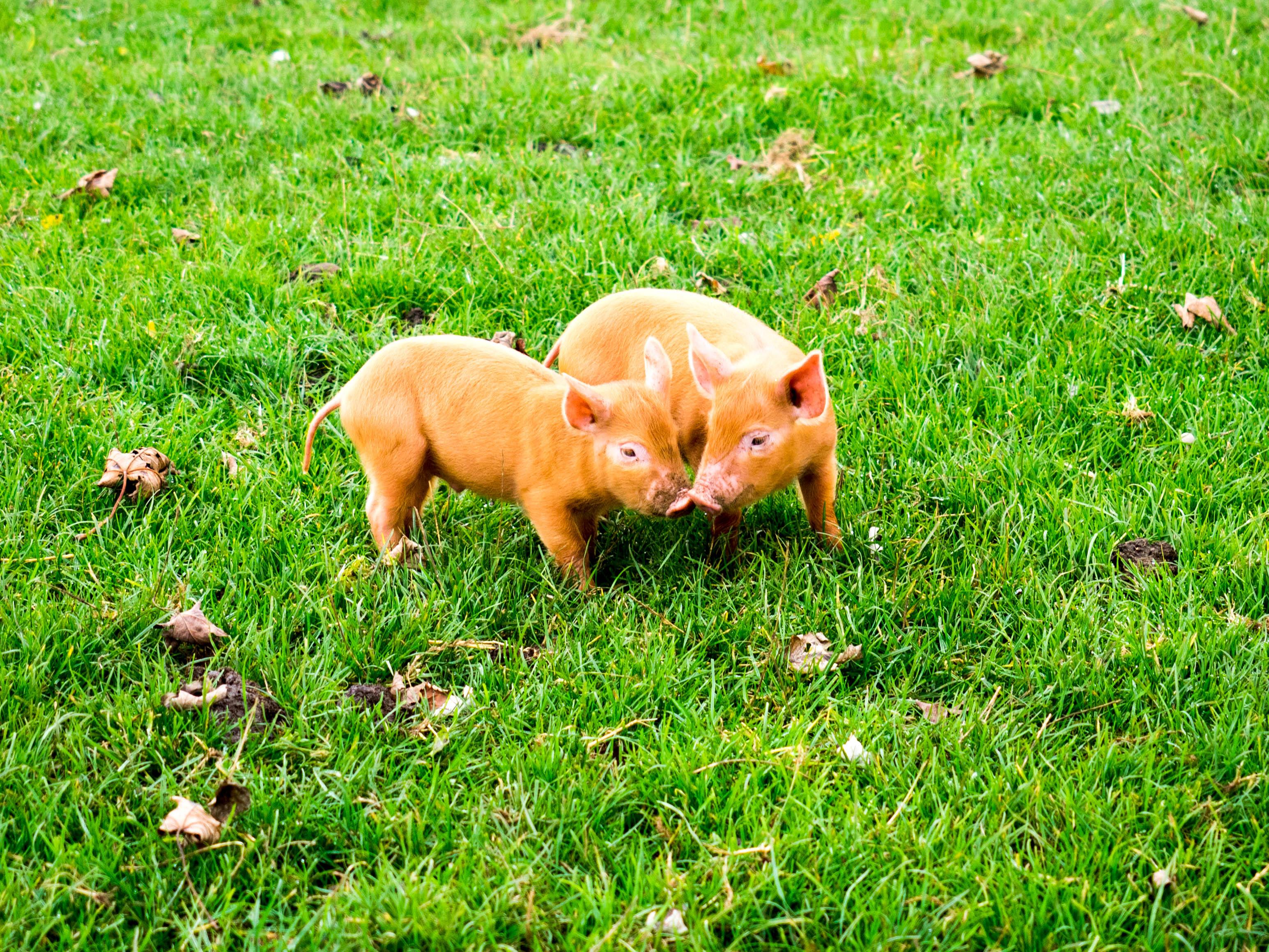 cotswolds-farm-park-1-6