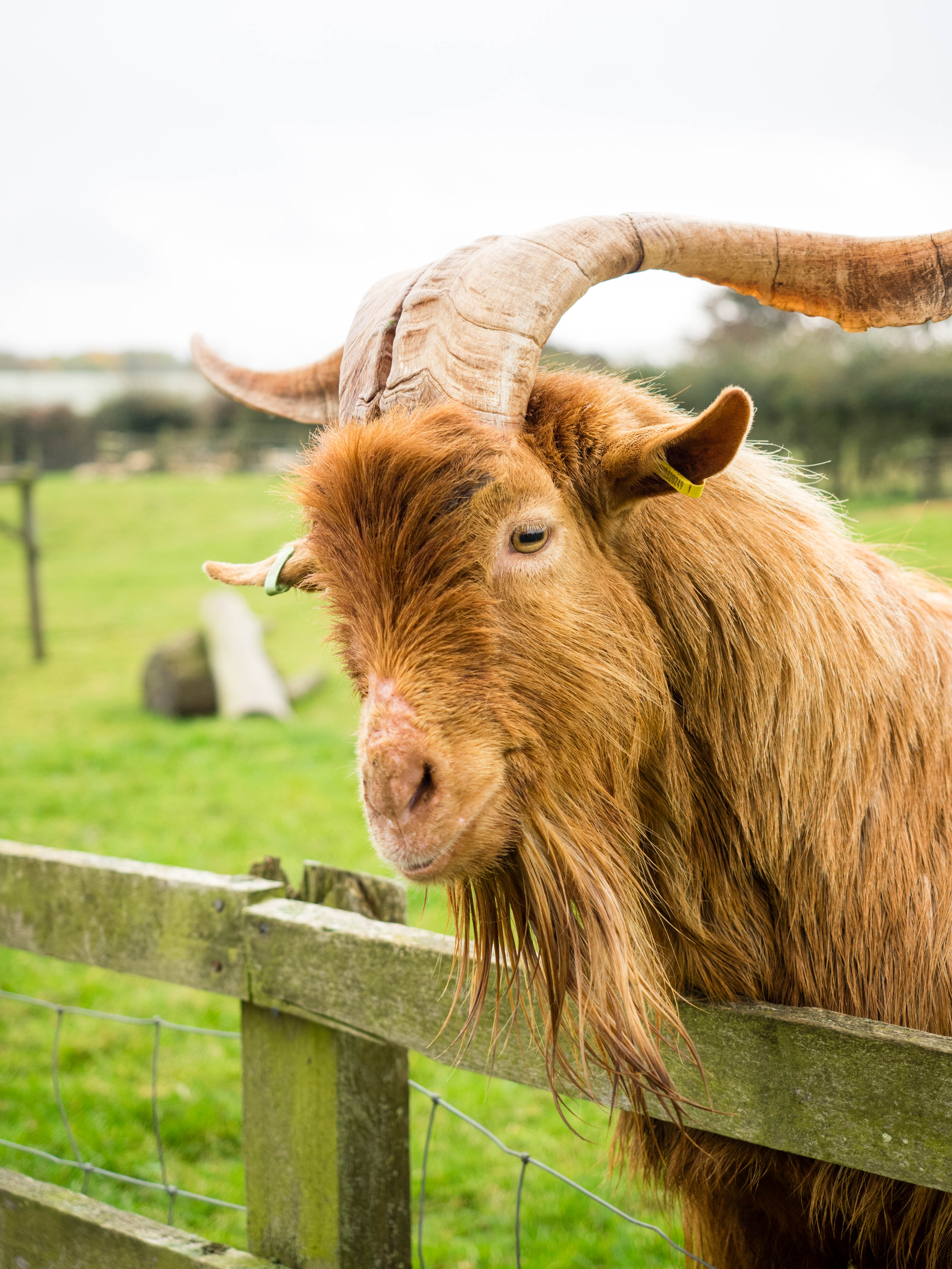 cotswolds-farm-park-1