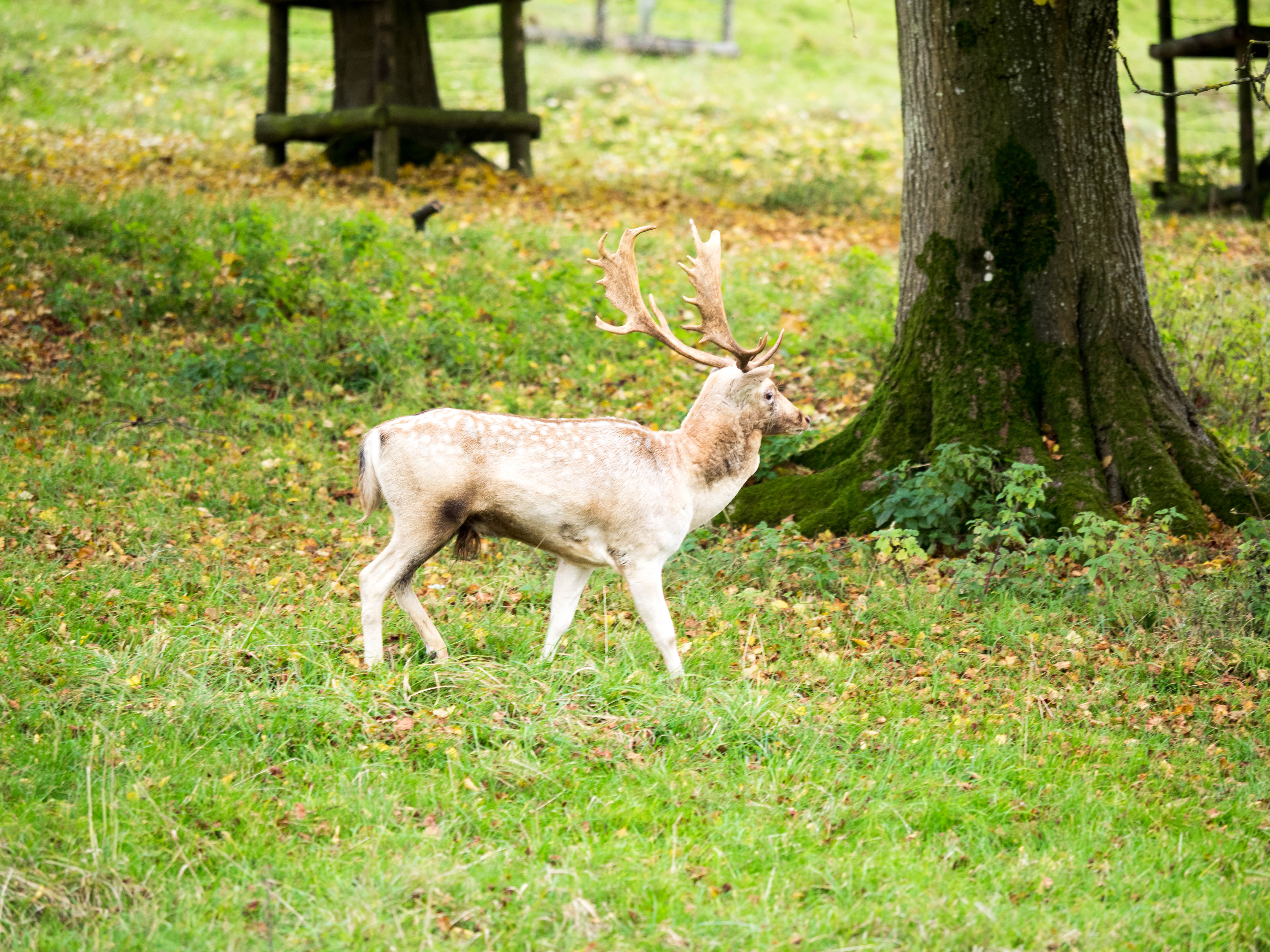 dyrham-park-2